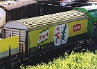 Knorr 01